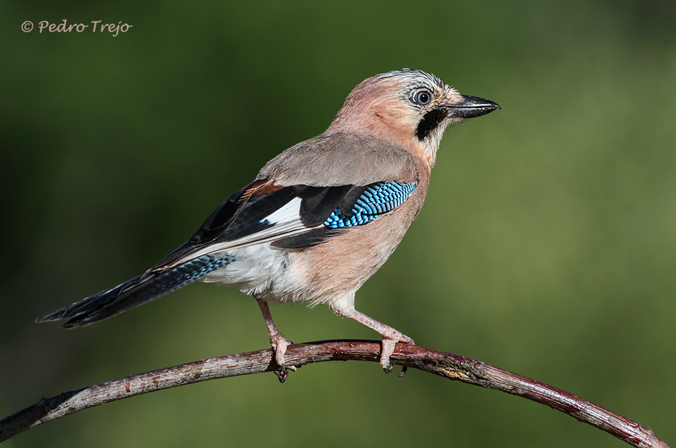 Arrendajo (Garrulus glandarius)